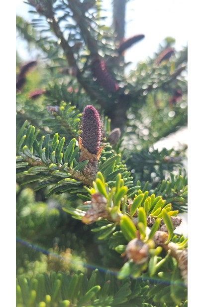 Шишки Пихты корейской